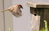 Birds parent child